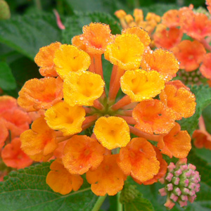 Lantana camara repens Orange carpet