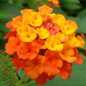 Lantana camara Professeur Raoux