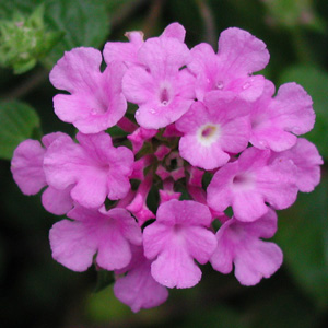 Lantana sellowiana Lilas