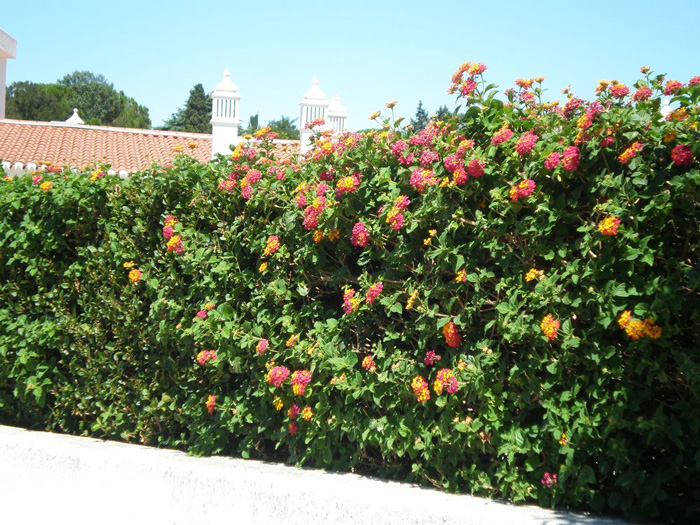 Lantana camara cultivés sous forme de haie