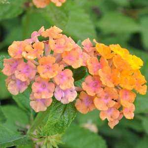 Lantana camara Alleluya