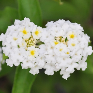 Lantana camara Avalanche