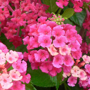 Lantana camara Bandana Cherry