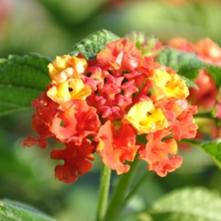 Lantana camara Bandana Cheery Amélioré