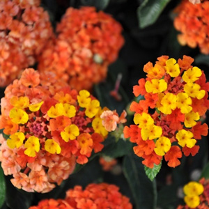 Lantana camara Bandana Sunrise Orange