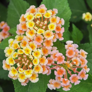 Lantana camara Bandana Peach