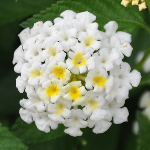 Lantana camara Bandana White