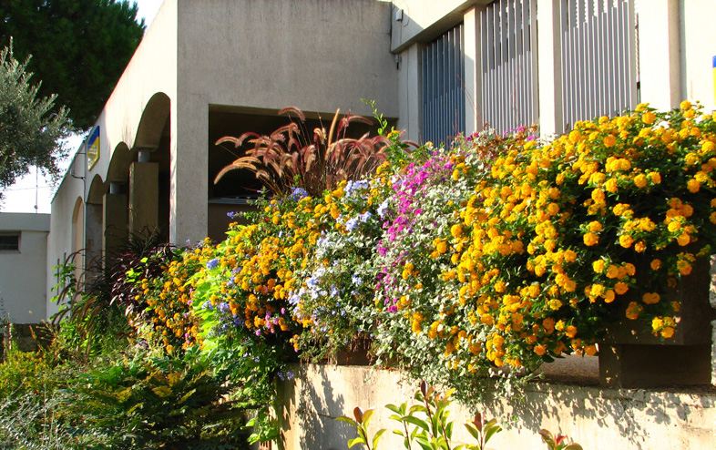 Lantana camara en bordure et jardinière 