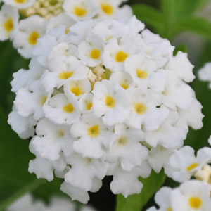 Lantana camara Avalanche