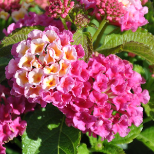 Lantana camara Bandana Pink