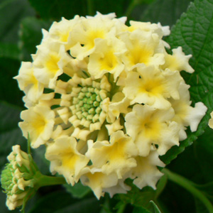 Lantana camara Coco Milk