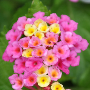 Lantana camara Pink Bird