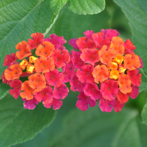 Lantana camara Violet de Corse