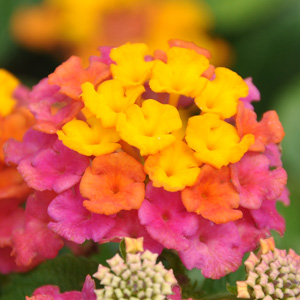 Lantana camara Cochenille