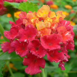 Lantana camara Crépuscule