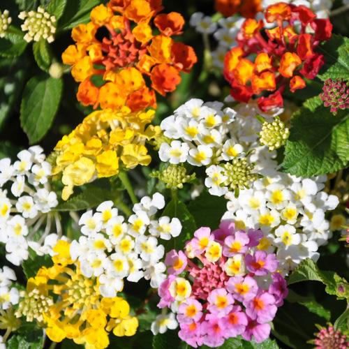 Diversité de couleur des fleurs de lantana