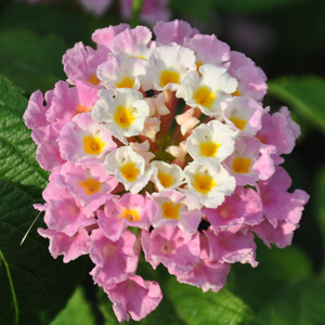 Lantana camara Feston Rose