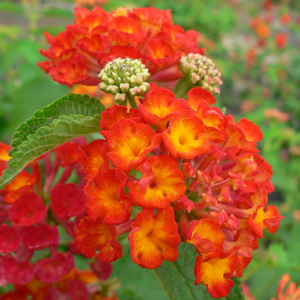 Lantana camara Flamenco