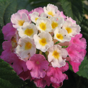 Lantana camara Framboisine