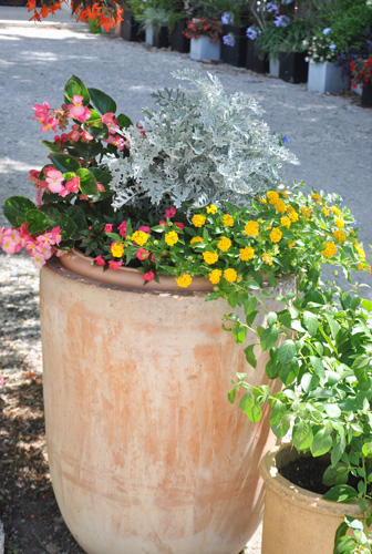 Lantana camara en situation