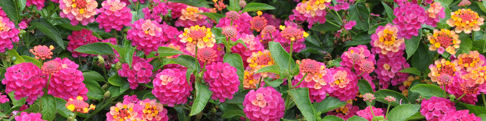 Le lantana : les pépites de l'été