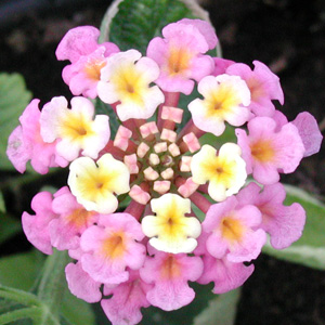 Lantana camara Orthenbourg