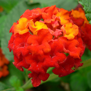 Lantana camara Rouge de Corse