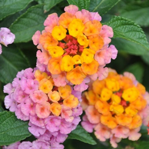 Lantana camara Saturne