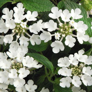 Lantana sellowiana Blanc