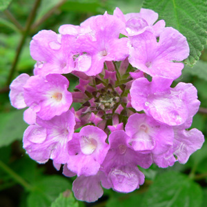 Lantana sellowiana Violet