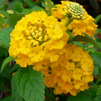 Lantana camara Star Fruit