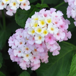 Lantana camara Lucky Lavender