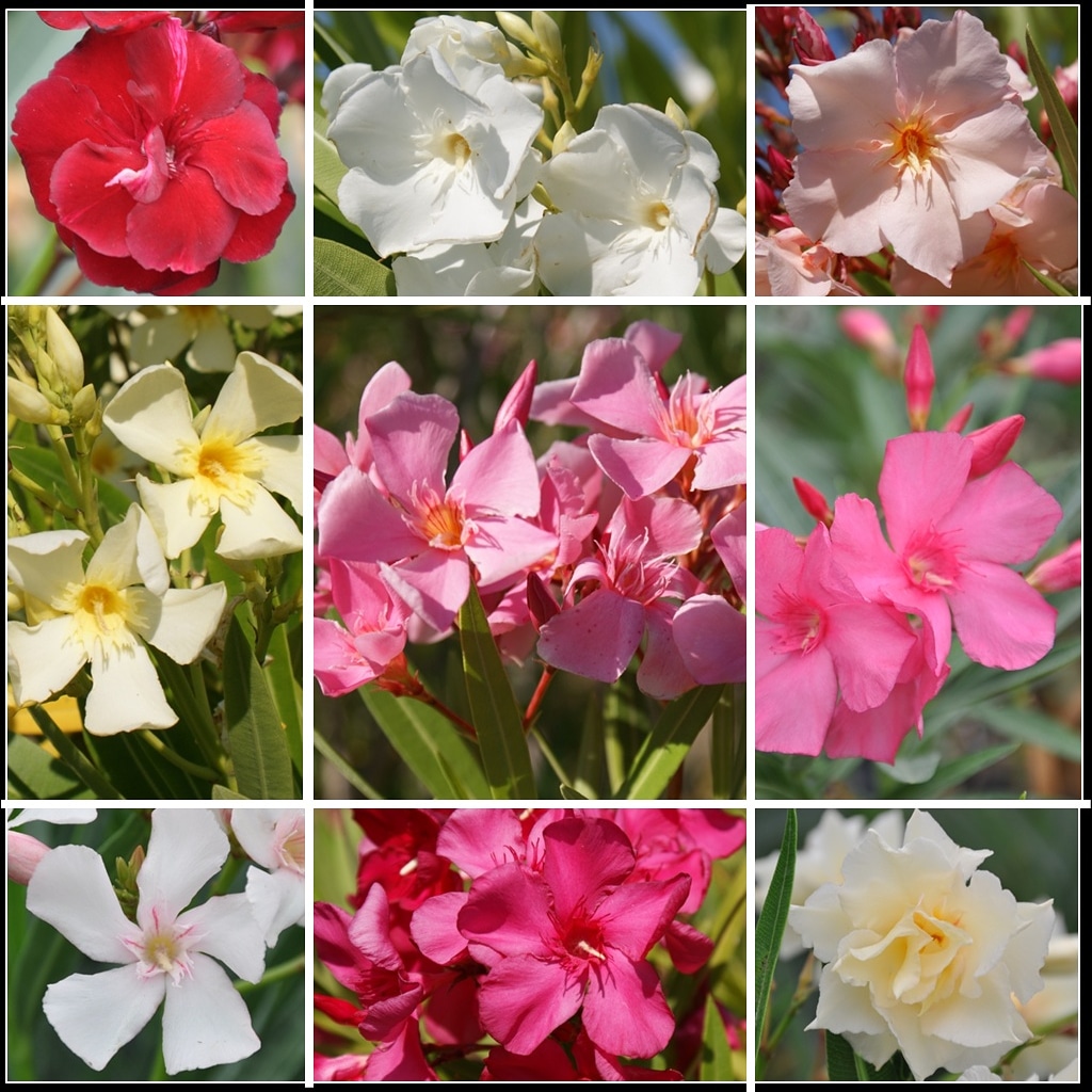 Comment Choisir Son Laurier Rose Tijardin Producteur De