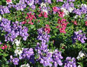 Nemesia fruticans