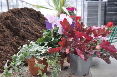 Comment planter ma jardinière d'automne ?