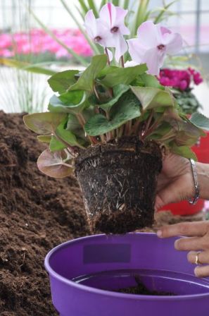 Comment planter ma jardinière d'automne ?