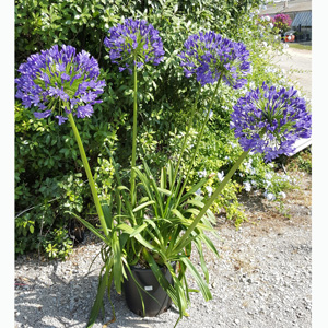 Agapanthus Regal Beauty