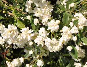 Rosa banksiae 'Alba Plena'