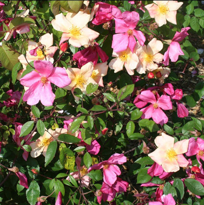 Rosa chinensis 'Mutabilis'