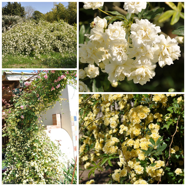 Rosa banksiae: rosier botanique sans épine aux petites fleurs doubles parfumées