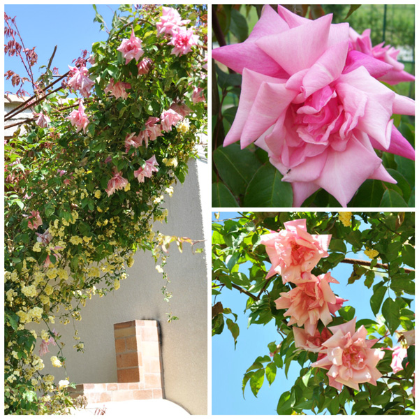 Rosa 'Sénateur Lafolette'