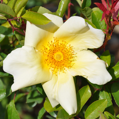 Rosa bracteata mermaid