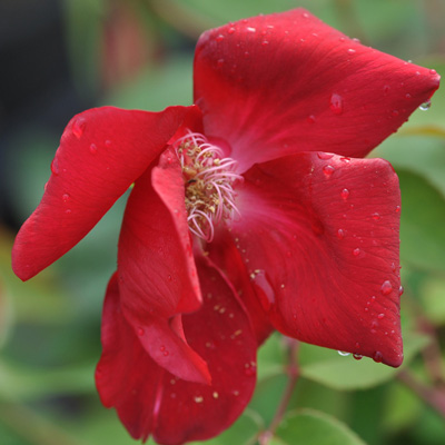 Rosa Chinensis Sanguinea