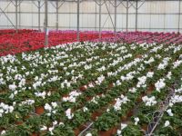 Serre de Cyclamen