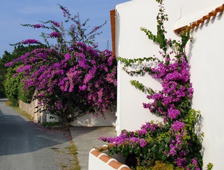 Bougainvillier 'Violet de Mèze'