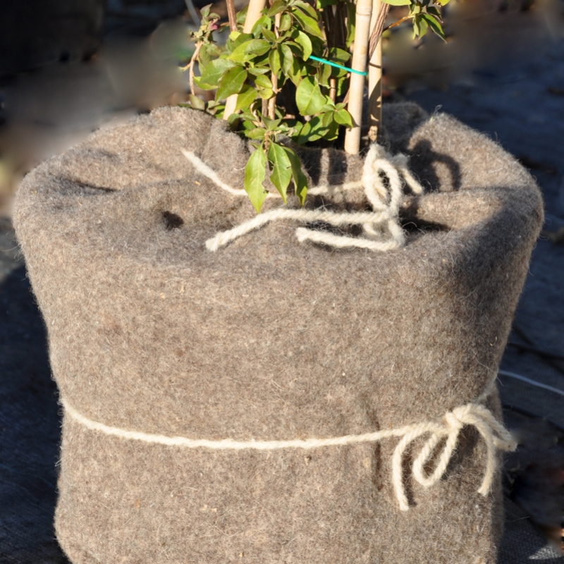 Serre de protection hivernale pour plantes gélives