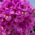 Bougainvillier résistant au froid : Bougainvillea spectabilis ‘Violet de Mèze’