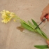DIY - Bouturage des lauriers roses