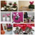 Cyclamen en intérieur: plante d'automne aux multiples usages