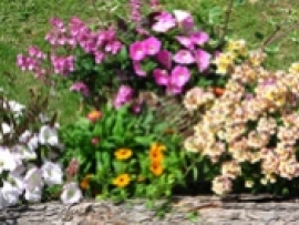  Réveillez vos sens avec notre sélection de plantes de printemps !